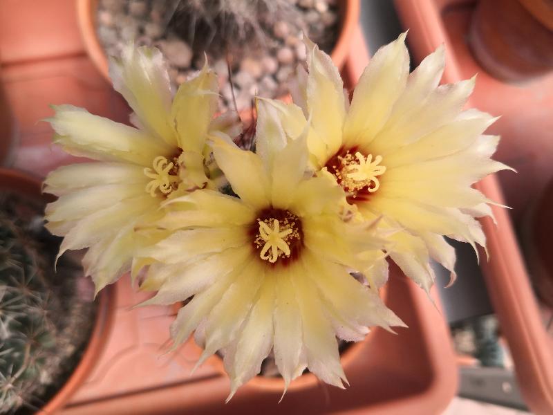 Thelocactus_setispinus_1.jpg